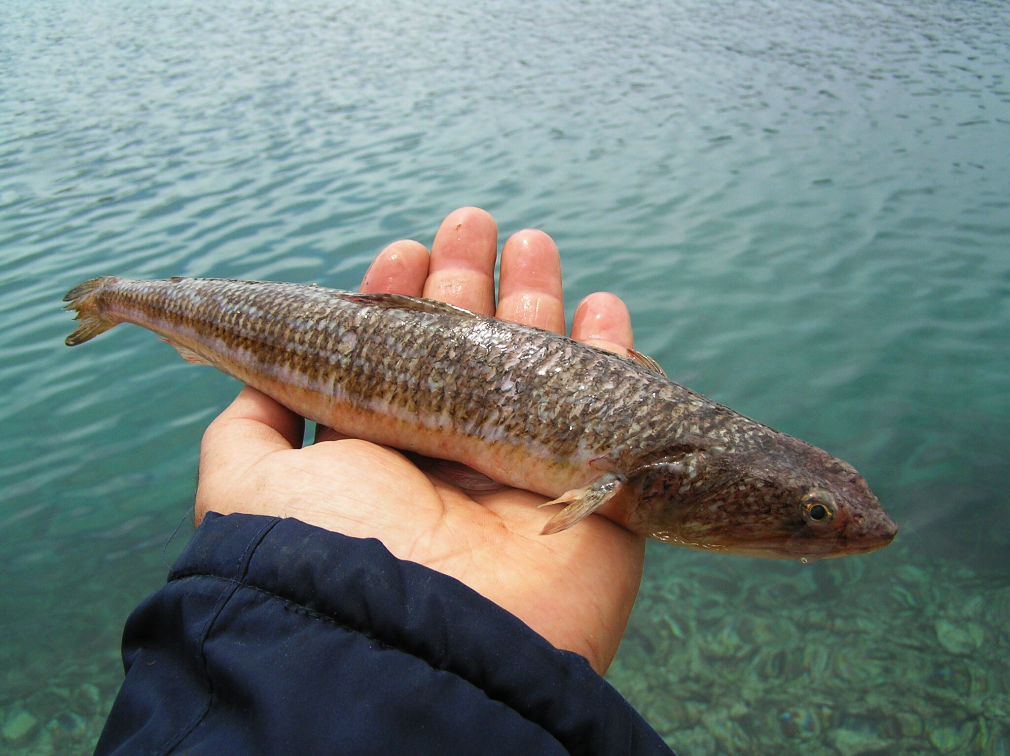 Znate li koja je ovo vrsta? Donosimo nekoliko detalja o ovoj sve ...