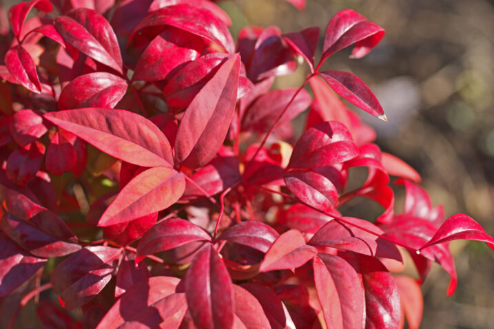 Foto: iStock