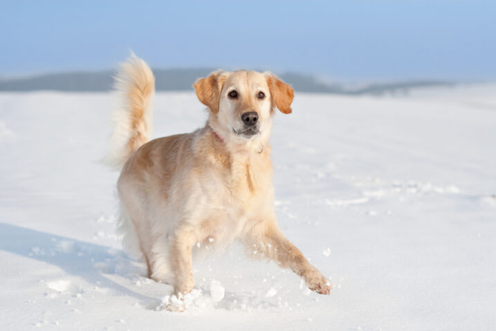 FOTO: iStock