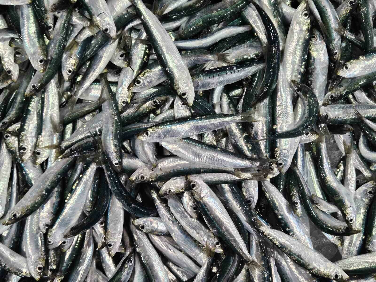 Popis najzdravijih riba na svijetu. Dobra je vijest da se na njemu ...