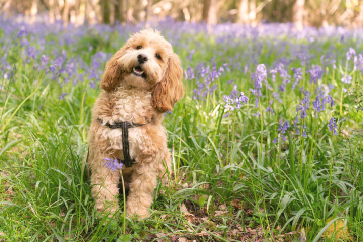 FOTO: iStock