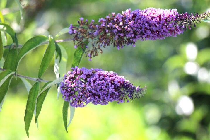 Foto: iStock