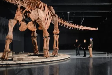 Ilustracija - titanosaur / Foto American Museum of Natural History