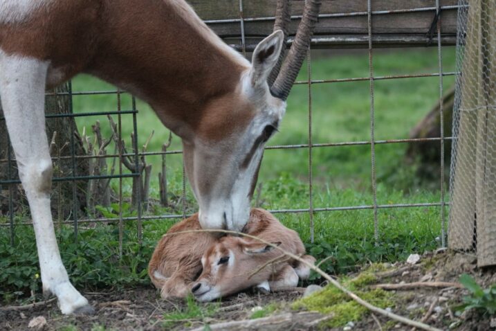 Foto: Zagreb Zoo