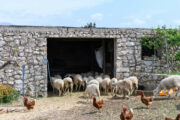 Sirana Gligora u Kolanu ove je godine kupila prvo stado od 200 paških ovaca / Foto Luka JELIČIĆ