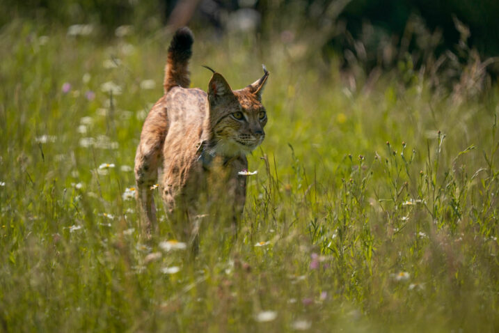 Foto LIFE LYNX PROJEKT