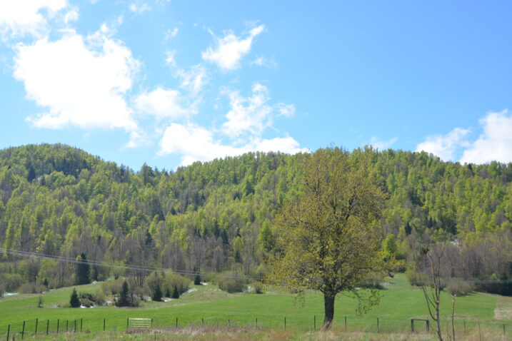 Od goranskih šuma najmanje koristi imaju - Gorani / Foto M. KRMPOTIĆ