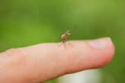 FOTO: iStock