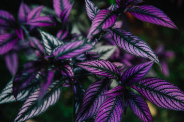 Foto: iStock
