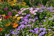 Foto: iStock