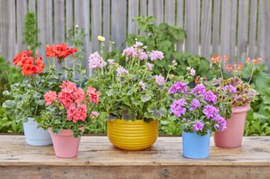 Foto: PELARGONIUM FOR EUROPE