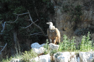 Foto Udruga BIOM