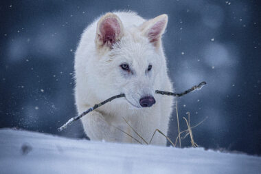 Foto Colossal Biosciences
