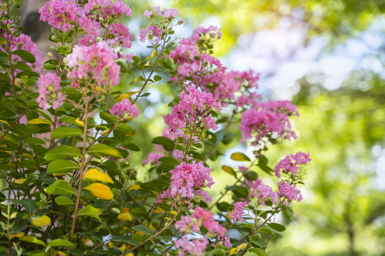 Foto: iStock