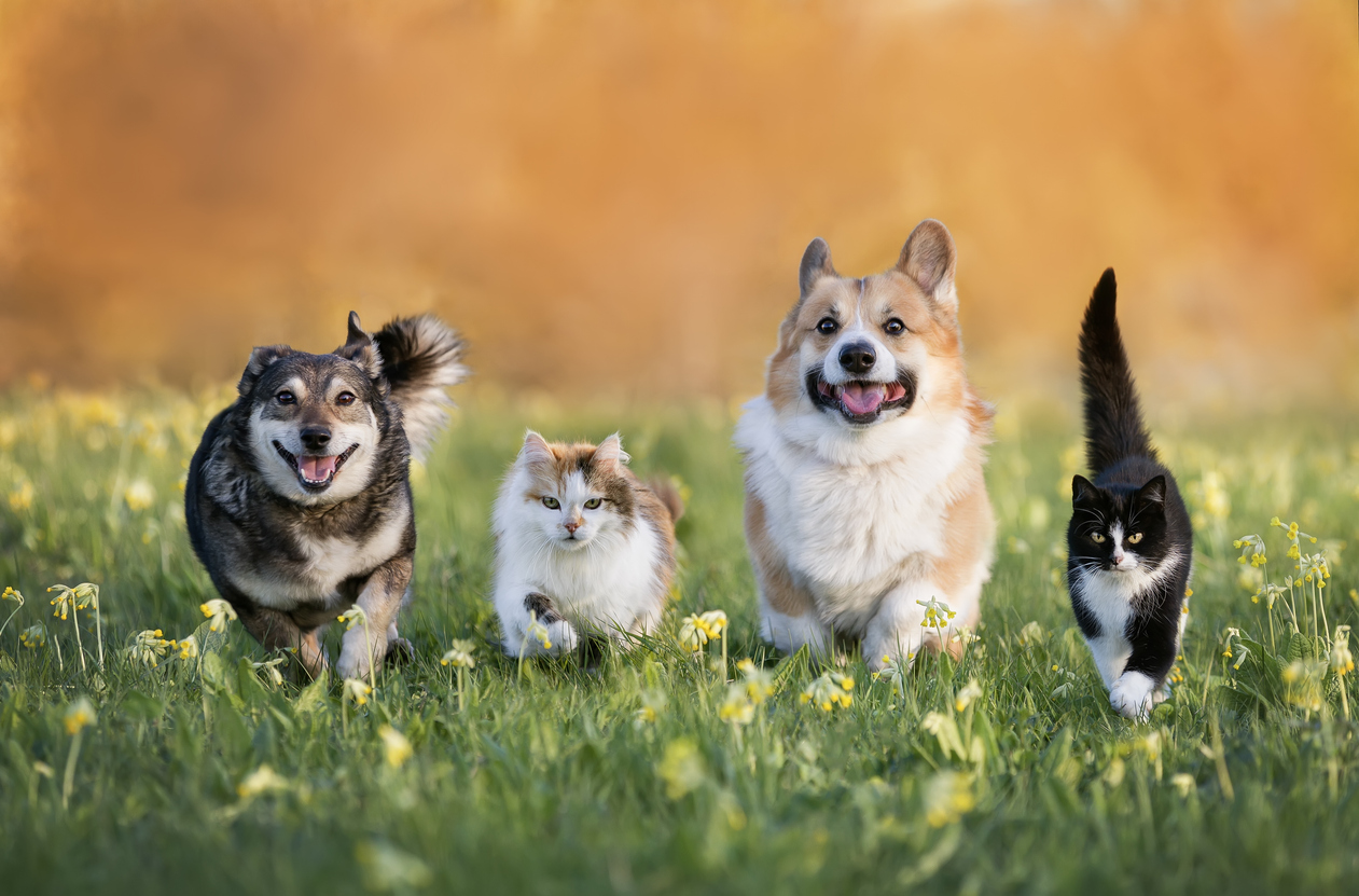 FOTO: iStock