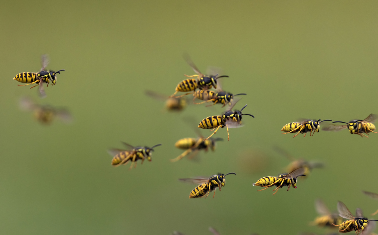 FOTO: iStock