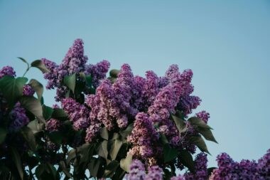 Foto: Pexels