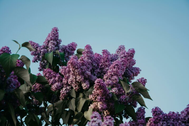 Foto: Pexels