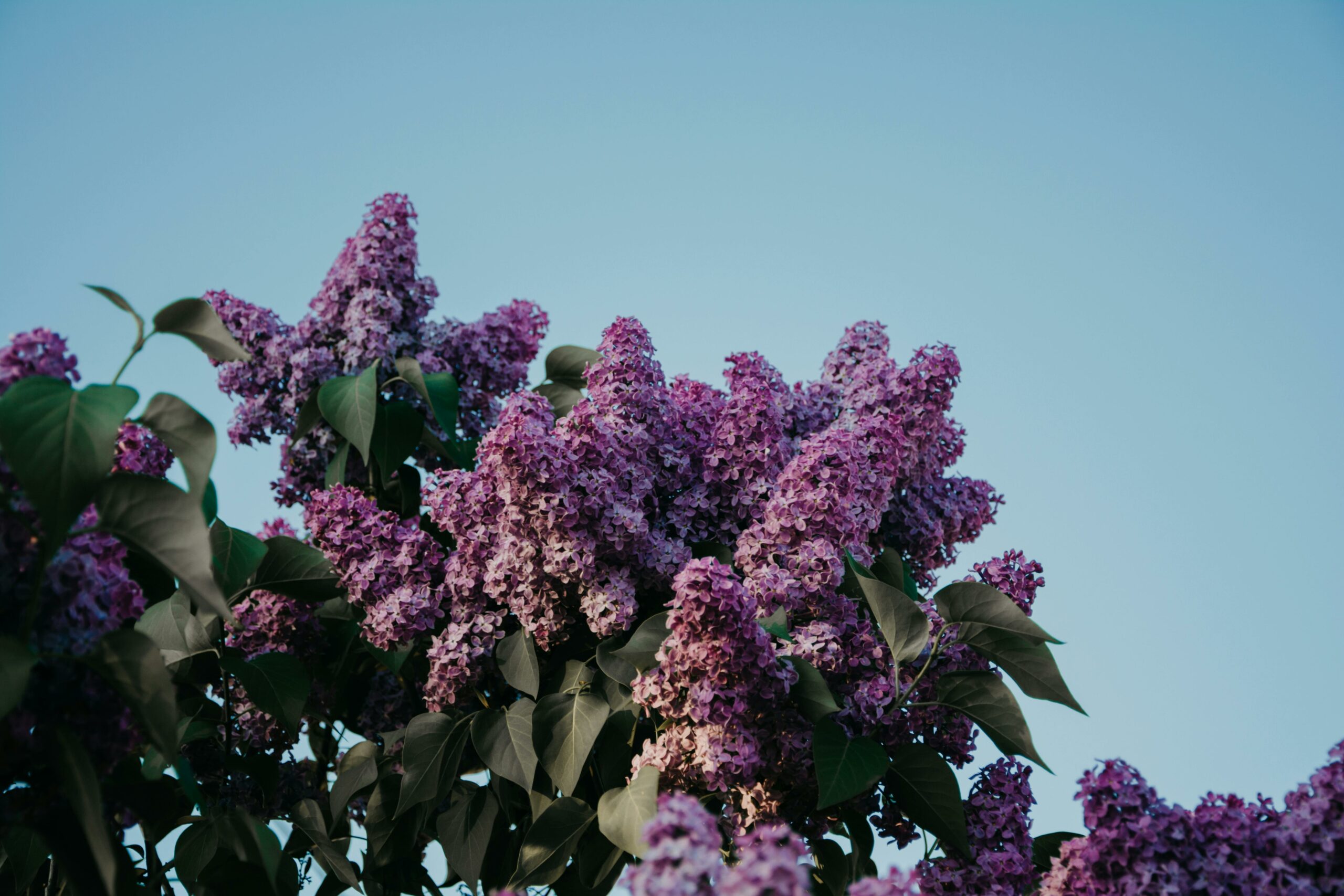 Foto: Pexels