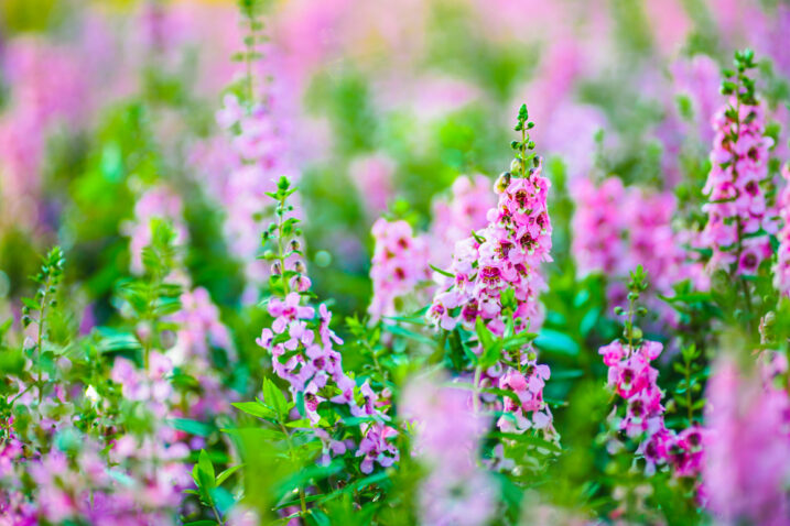 Foto: iStock