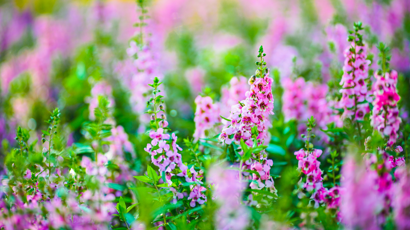 Foto: iStock