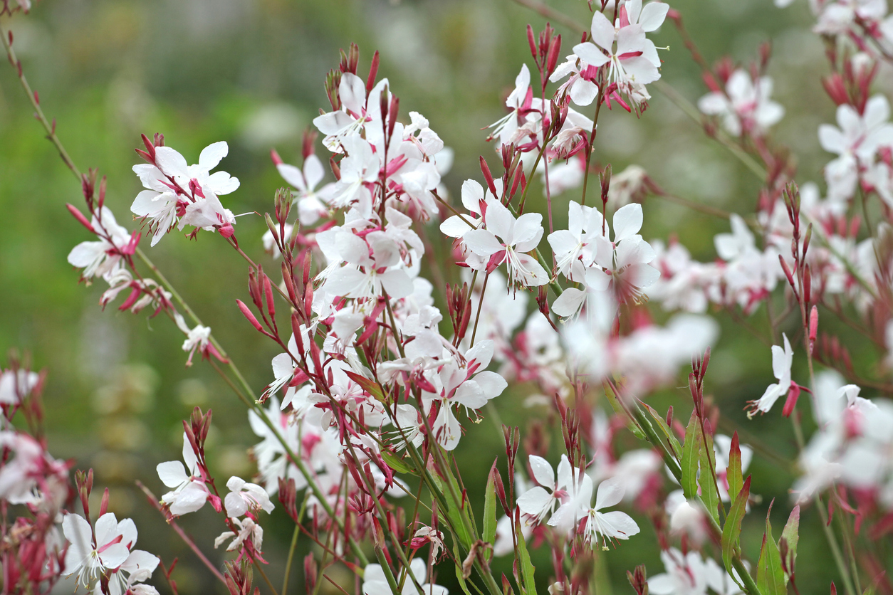 Foto: iStock