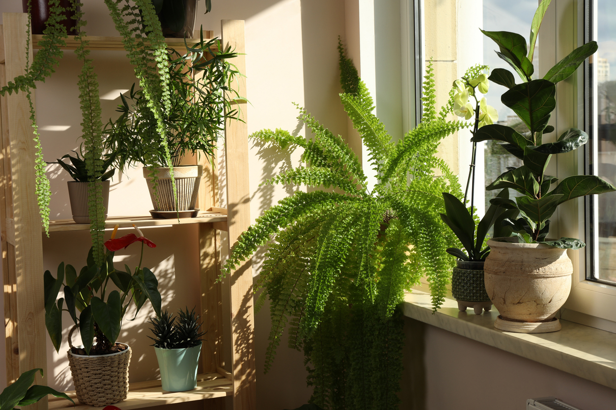 FOTO: iStock