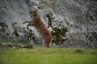 Ispuštanje risa Alojzija na Paklenici / Foto Marko Matešić