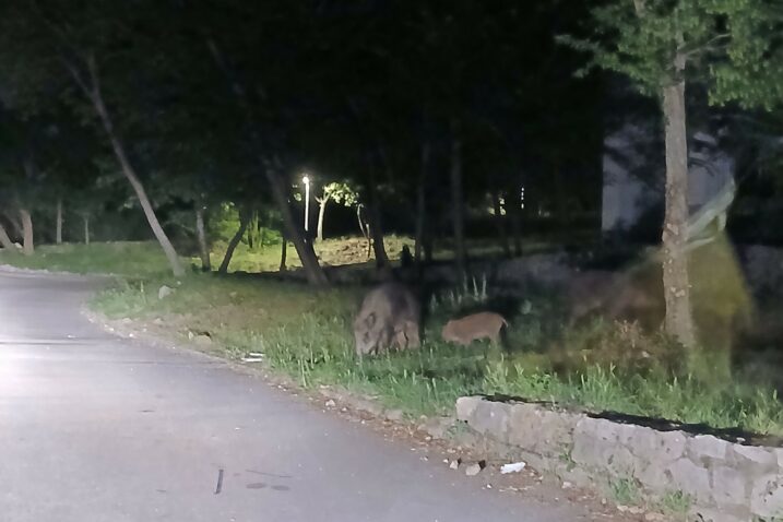 Divlje svinje u Crikvenici / Snimio čitatelj