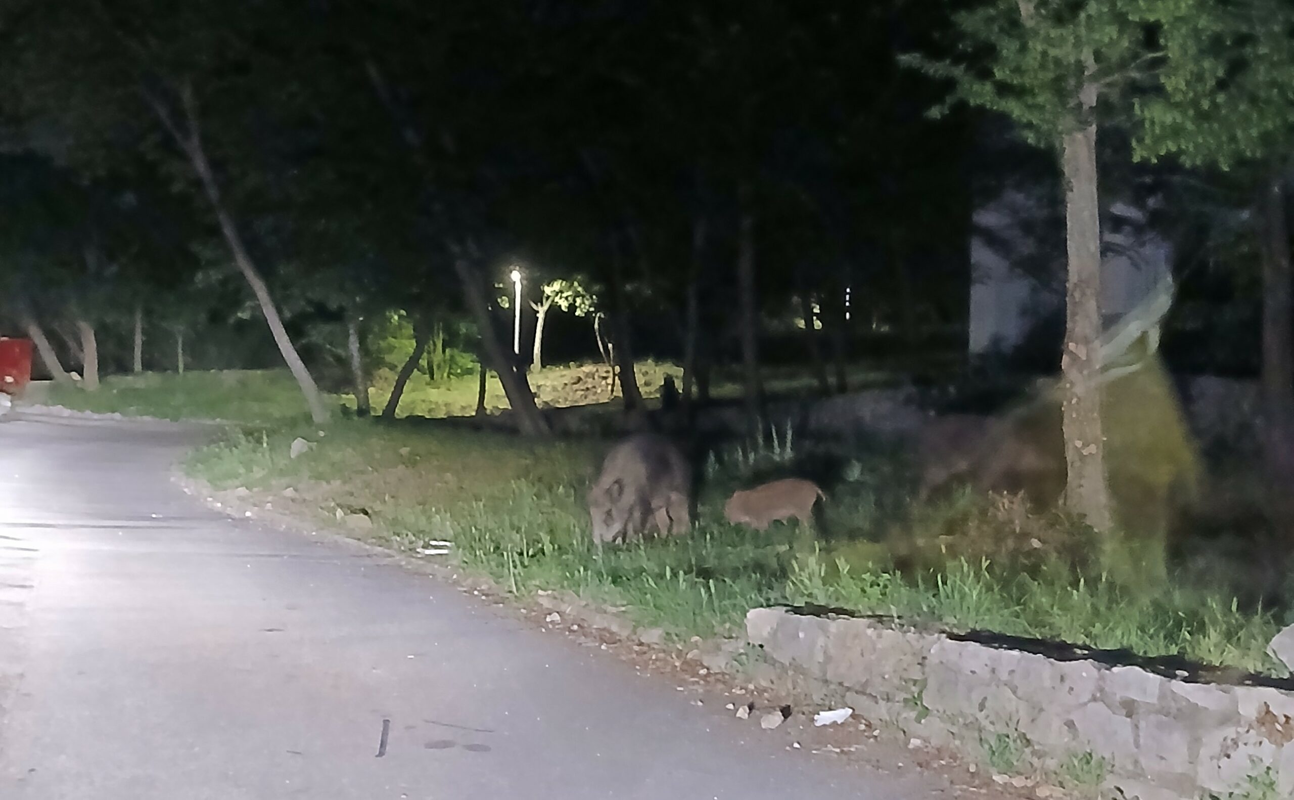 Divlje svinje u Crikvenici / Snimio čitatelj