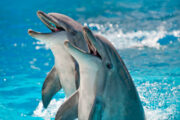 iStock