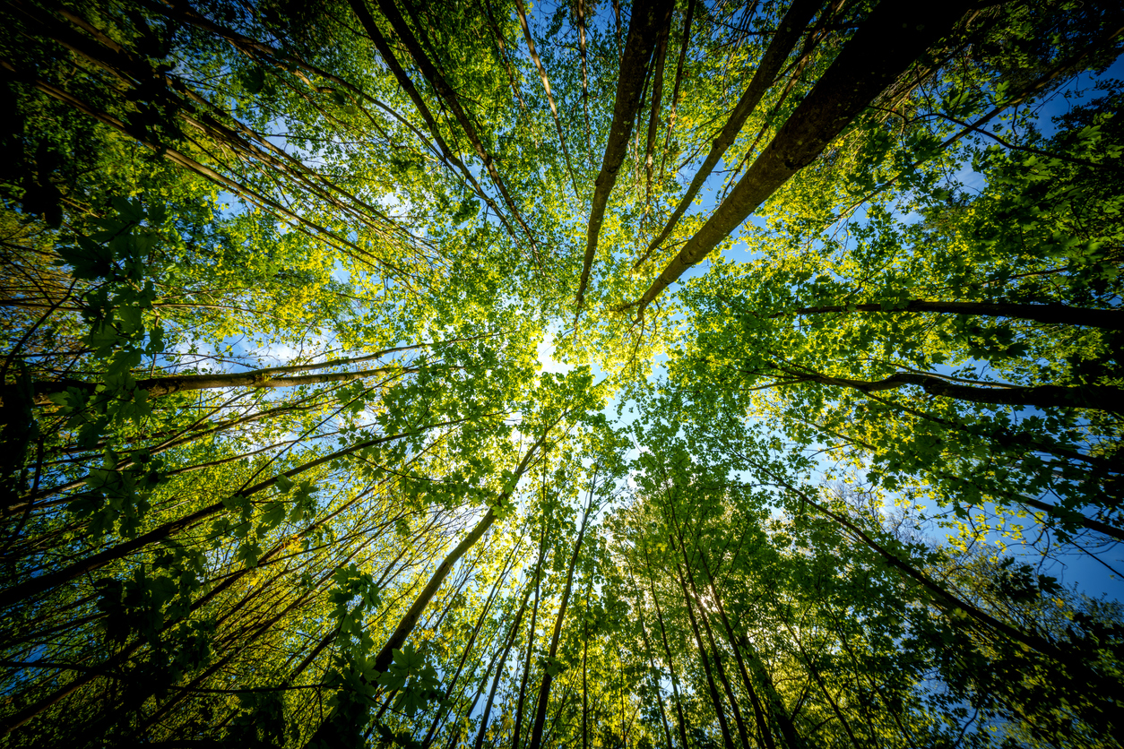 iStock