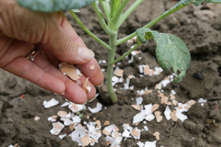 FOTO: iStock