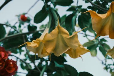 Foto: Pexels