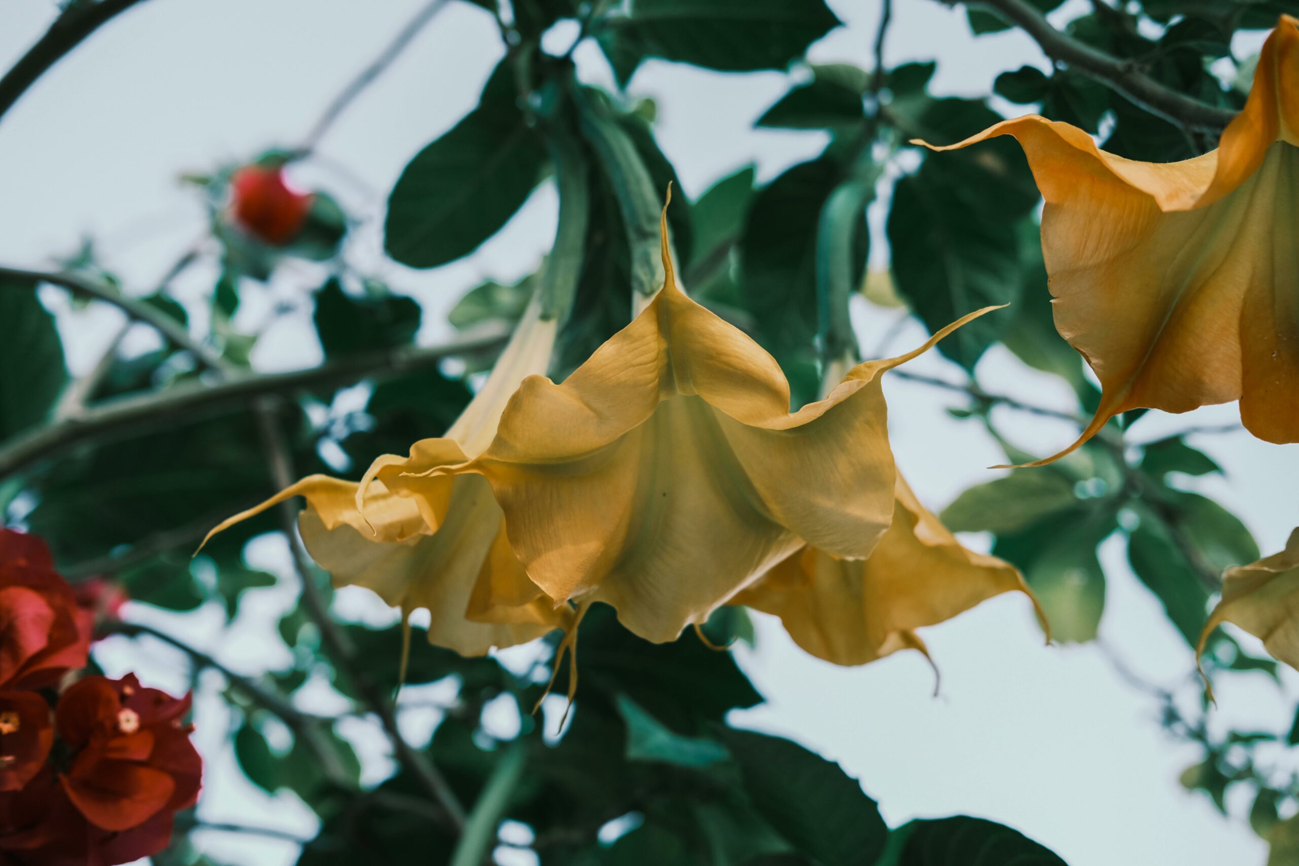 Foto: Pexels