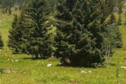 Foto NP SJEVERNI VELEBIT