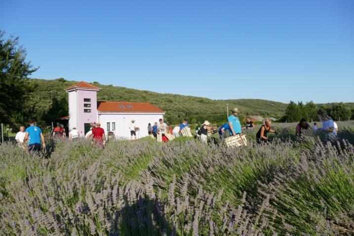 Berba lavande 2025. ŽSB Insula / Foto: INSULA