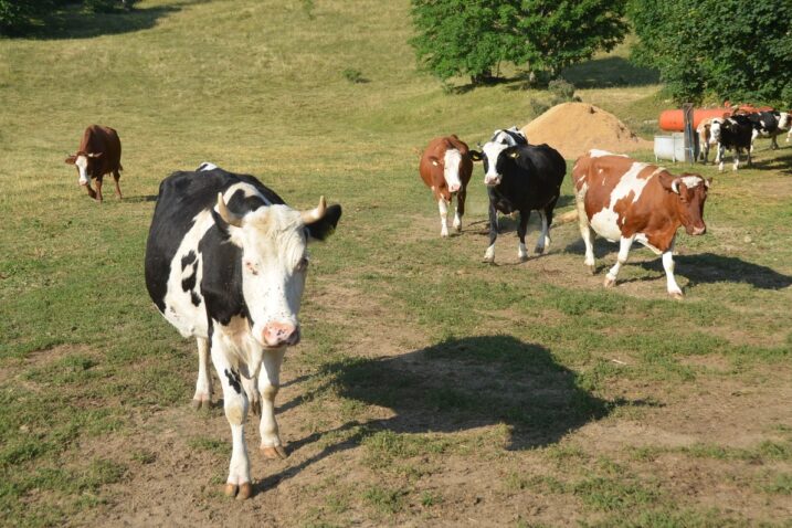 Foto Marinko Krmpotić