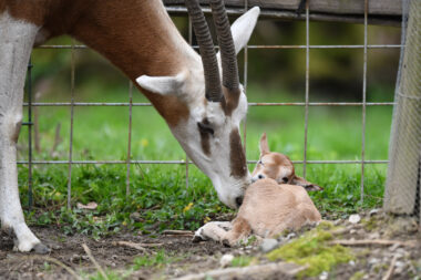 Foto Josip Regovic/PIXSELL