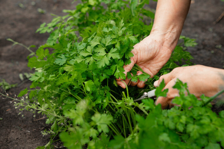 FOTO: iStock