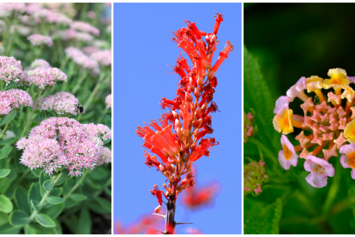 Foto: iStock