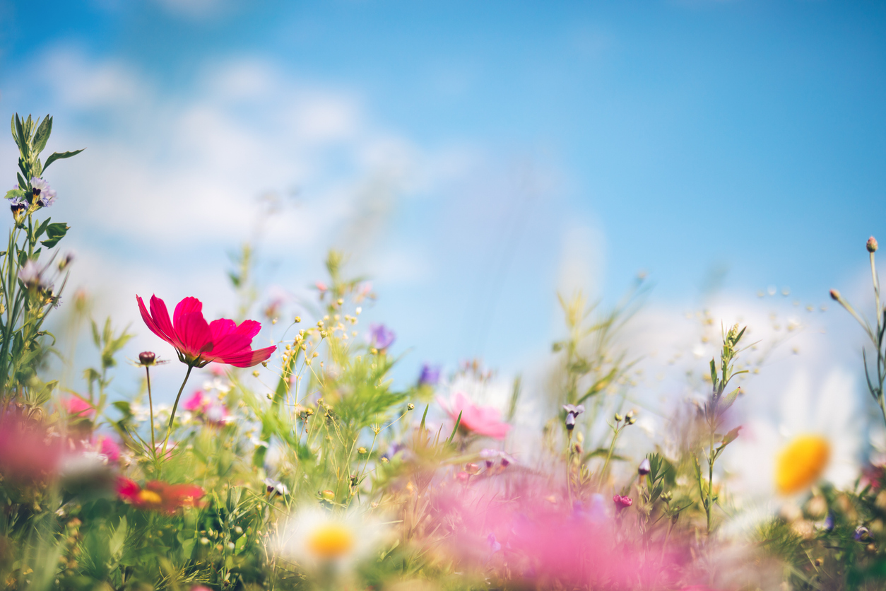 FOTO: iStock
