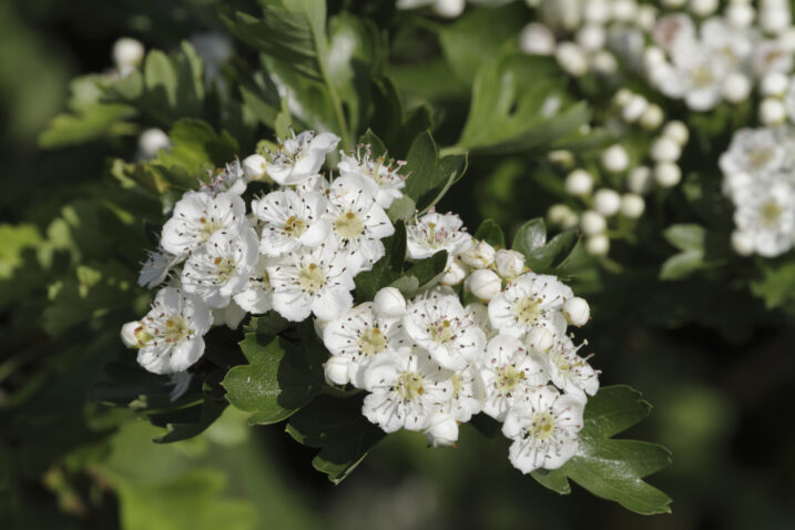 Foto: iStock