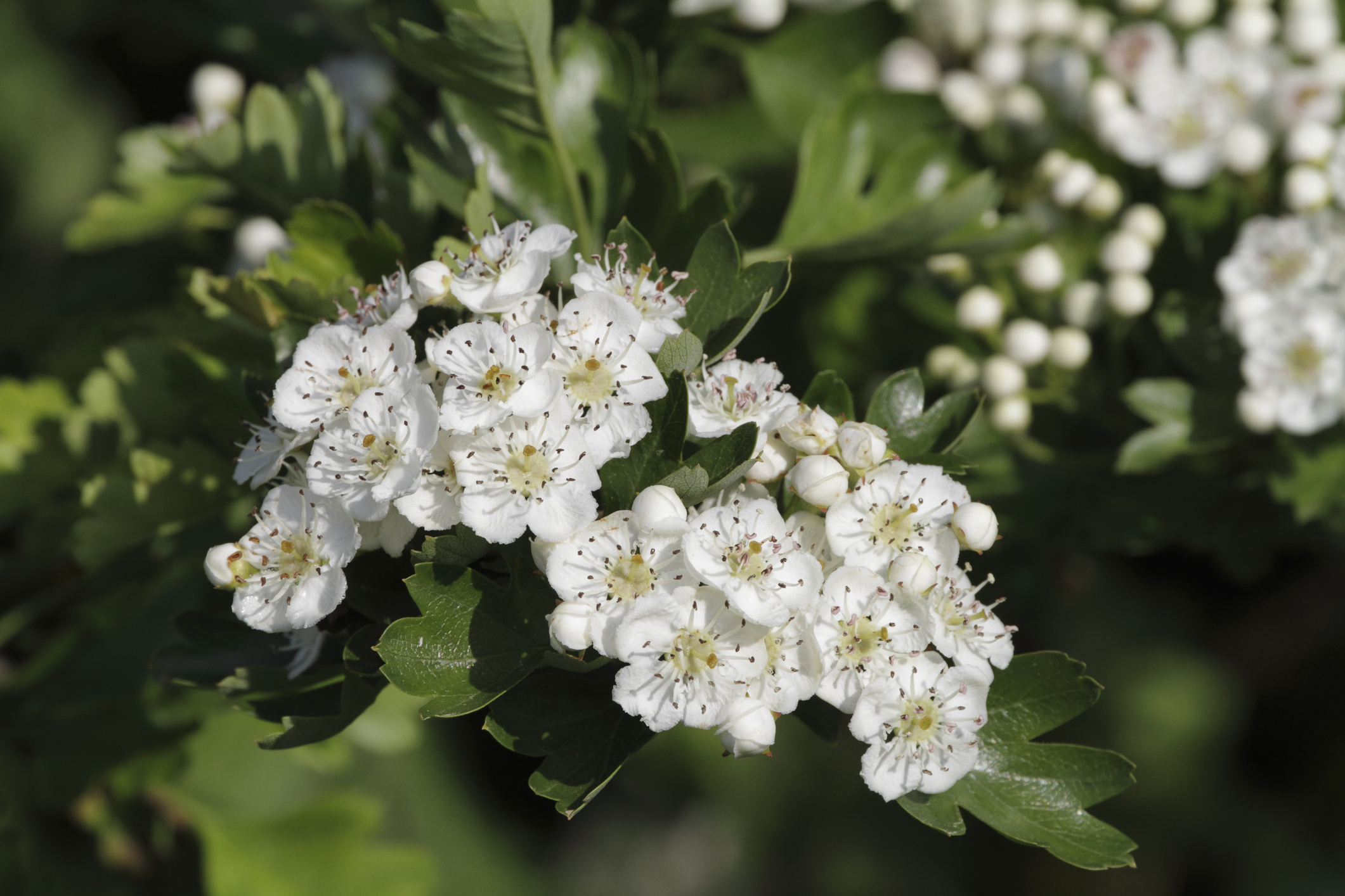 Foto: iStock