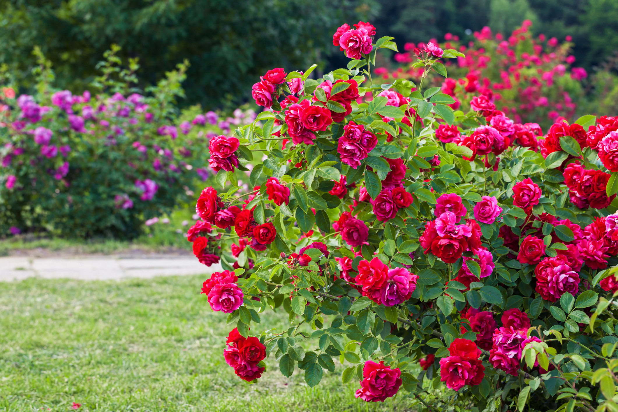 Foto: iStock