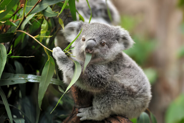 Koala / Ilustracija Foto iStock