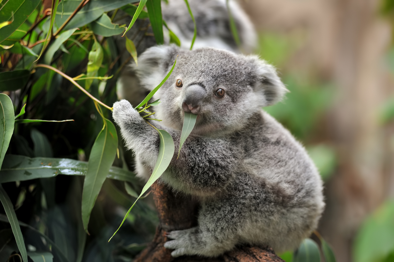 Koala / Ilustracija Foto iStock