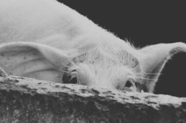 Foto Prijatelji životinja