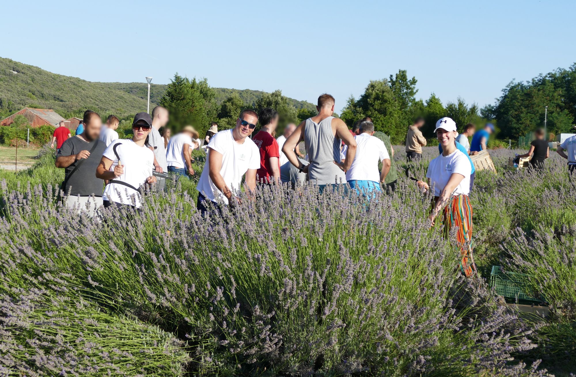 Berba lavande 2025. ŽSB Insula / Foto: INSULA