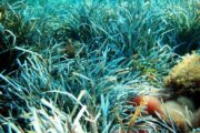 Posidonija (Posidonia oceanica) mediteranski endem / Foto: Javna ustanova "Priroda dubrovačko-neretvanska"